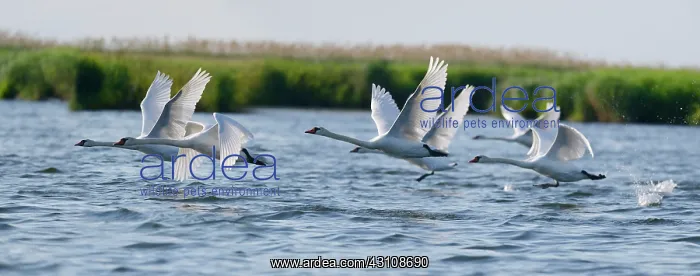 : Mute swans (Cygnus olor) in flight, Danube Delta : Mute swans (Cygnus olor) in flight, Danube Delta