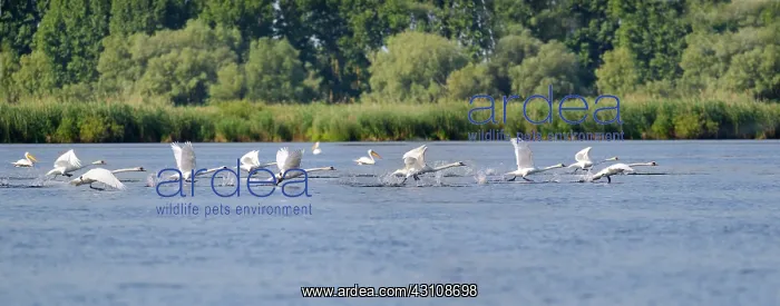 : Mute swans (Cygnus olor) in flight, Danube Delta : Mute swans (Cygnus olor) in flight, Danube Delta