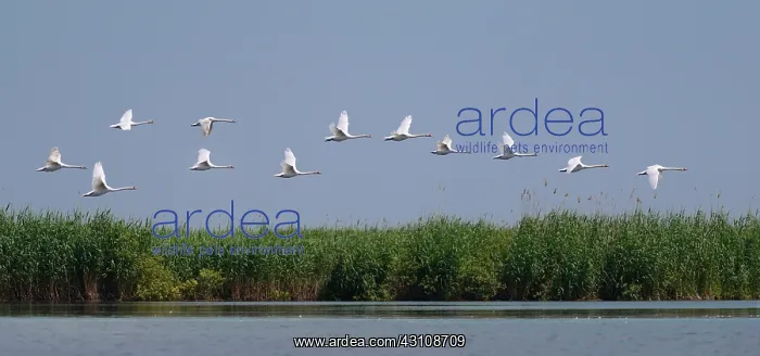 : Mute swans (Cygnus olor) in flight, Danube Delta : Mute swans (Cygnus olor) in flight, Danube Delta