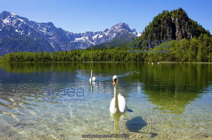 : Mute swans (Cygnus olor) at the lake, Almsee, Granau : Mute swans (Cygnus olor) at the lake, Almsee, Granau