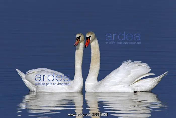 : Mute swans (Cygnus olor) showing courtship display : Mute swans (Cygnus olor) showing courtship display