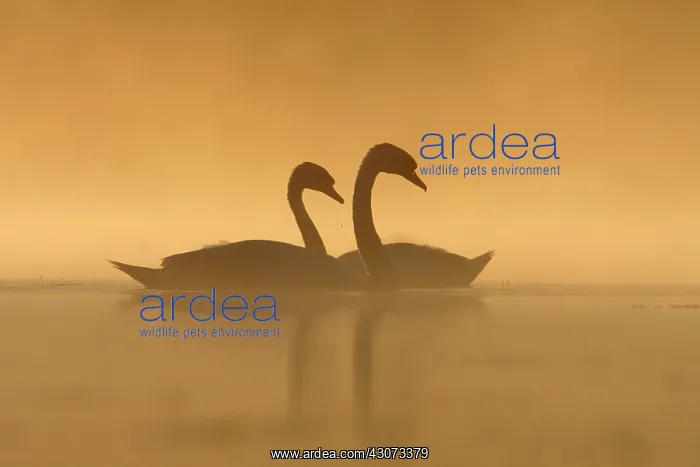 : Mute Swans (Cygnus olor) silhouette in the day against : Mute Swans (Cygnus olor) silhouette in the day against