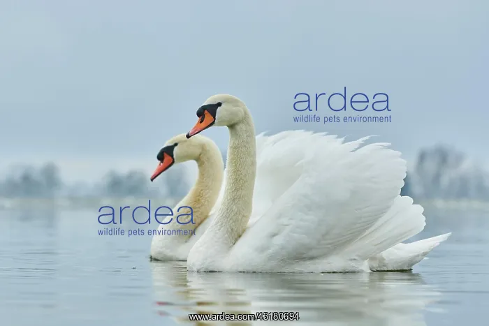 : Two mute swans (Cygnus olor) swimming, Donau river : Two mute swans (Cygnus olor) swimming, Donau river