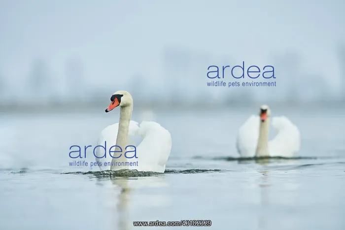 : Two Mute swans (Cygnus olor), swimming, Donau river : Two Mute swans (Cygnus olor), swimming, Donau river