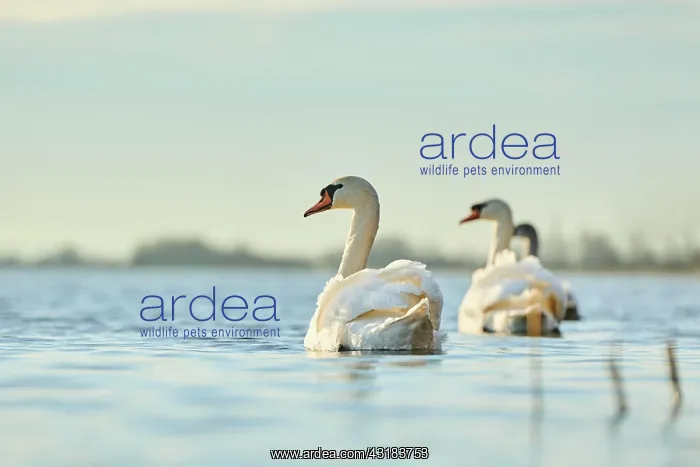 : Mute swans (Cygnus olor) swimming on donau river : Mute swans (Cygnus olor) swimming on donau river