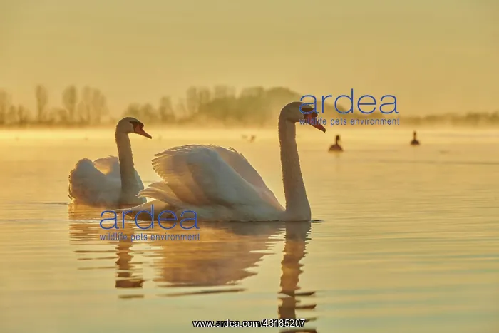 : Mute swans (Cygnus olor) swimming on donau river : Mute swans (Cygnus olor) swimming on donau river