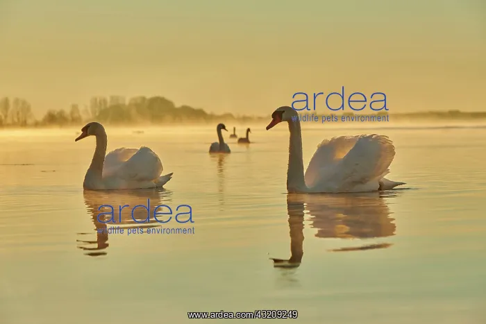 : Mute swans (Cygnus olor) swimming on donau river : Mute swans (Cygnus olor) swimming on donau river
