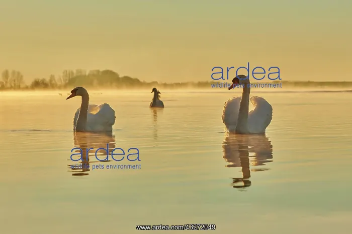 : Mute swans (Cygnus olor) swimming on donau river : Mute swans (Cygnus olor) swimming on donau river