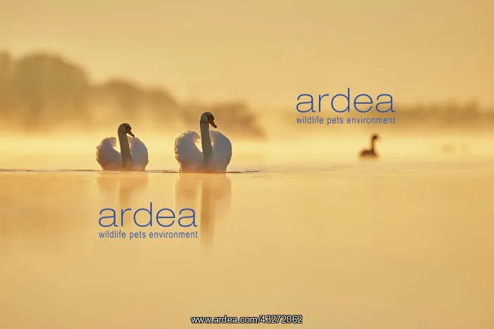 : Mute swans (Cygnus olor) swimming on donau river : Mute swans (Cygnus olor) swimming on donau river