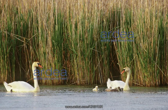: Mute Swans (Cygnus olor) with young : Mute Swans (Cygnus olor) with young