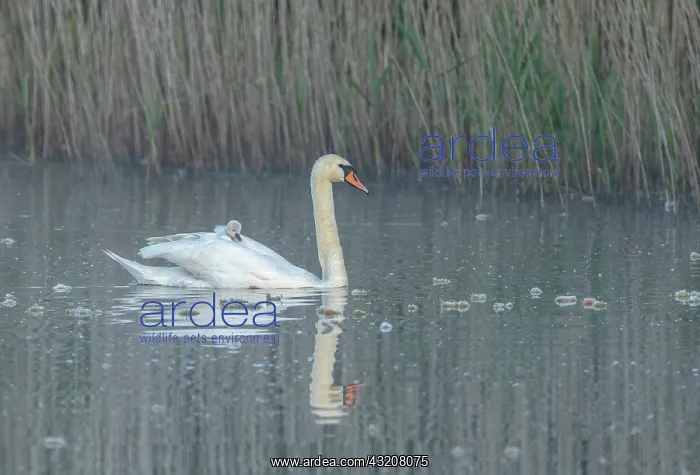 : Mute swans, Cygnus olor, with young cygnets; ear : Mute swans, Cygnus olor, with young cygnets; ear