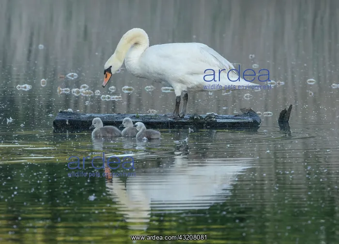 : Mute swans, Cygnus olor, with young cygnets; ear : Mute swans, Cygnus olor, with young cygnets; ear