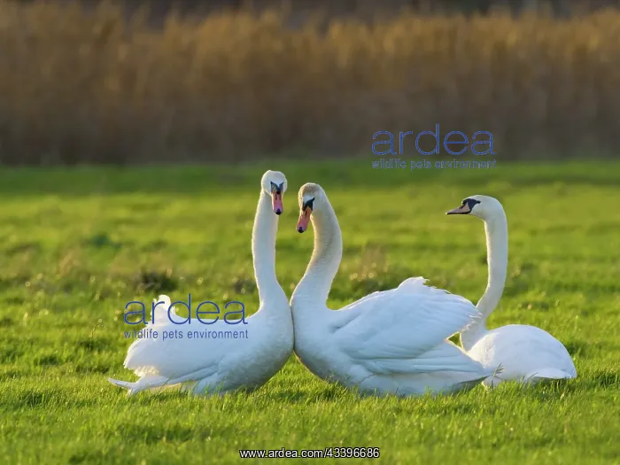 : Mute Swans displaying : Mute Swans displaying