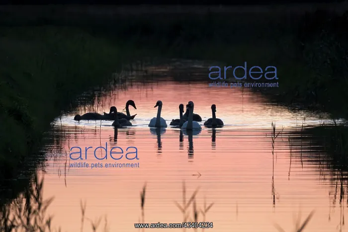 : Mute Swans. Family group on river at sunset : Mute Swans. Family group on river at sunset