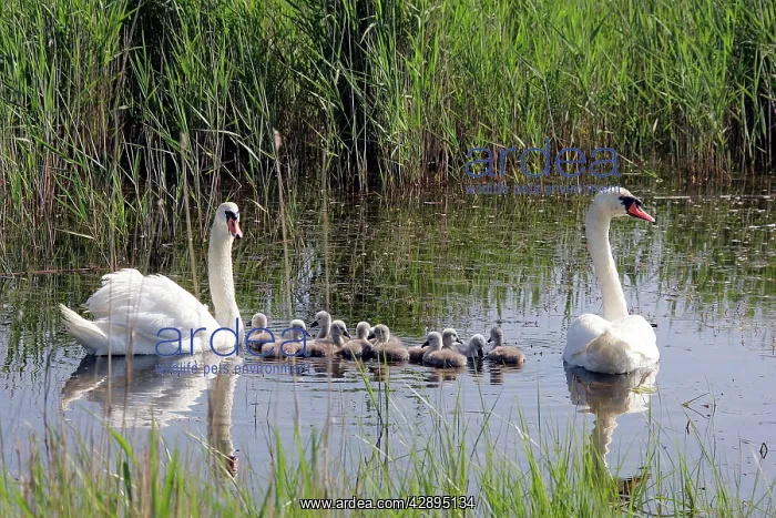 : Mute Swans - family in water : Mute Swans - family in water