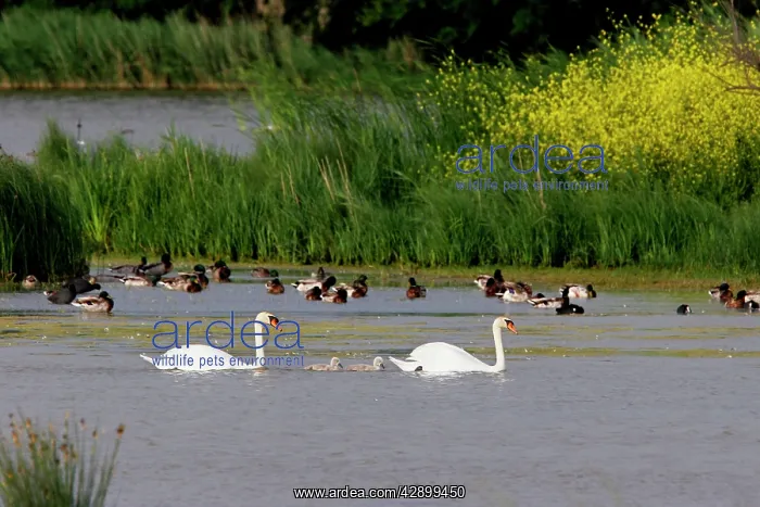 : Mute Swans - family in water : Mute Swans - family in water