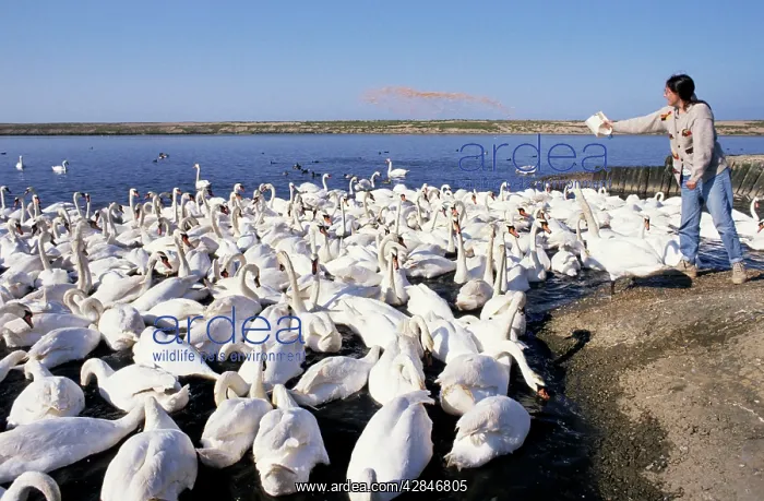 : Mute Swans - being fed at Swannery : Mute Swans - being fed at Swannery