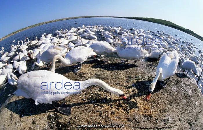 : Mute Swans feeding - fish-eye lense : Mute Swans feeding - fish-eye lense