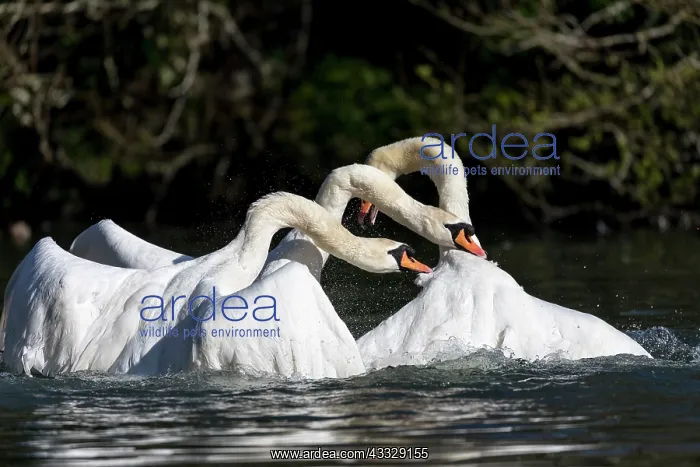  : Mute Swans - Fighting Pre Mating - UK