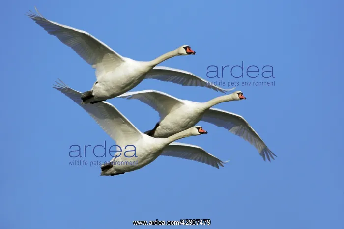 : Mute Swans - In flight : Mute Swans - In flight