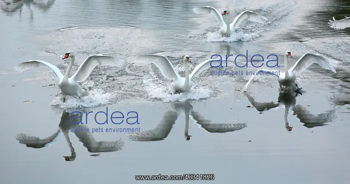: Mute Swans - in flight landing : Mute Swans - in flight landing