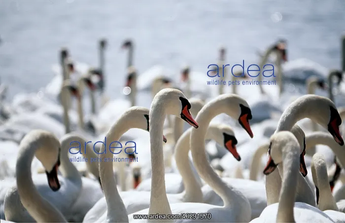 : MUTE SWANS - flock : MUTE SWANS - flock