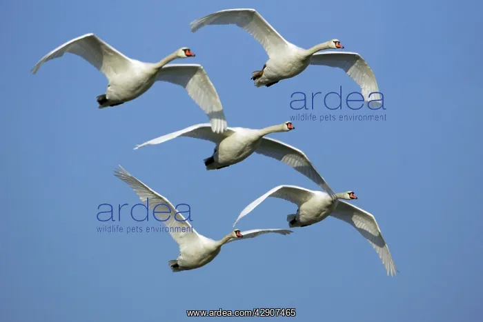 : Mute Swans - Flock in flight : Mute Swans - Flock in flight