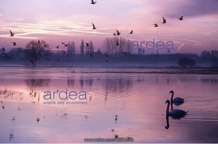: MUTE SWANS - on lake at sunset : MUTE SWANS - on lake at sunset