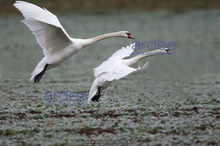 : Mute Swans - Landing on frozen kale crop in winter : Mute Swans - Landing on frozen kale crop in winter
