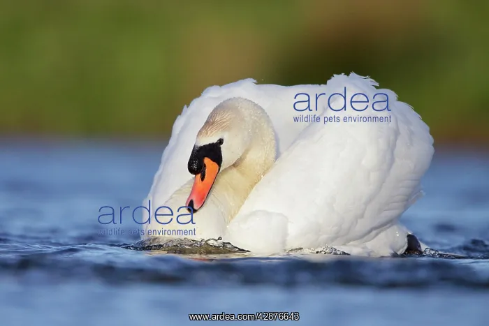  : Mute Swans - male bird in a slide powering through