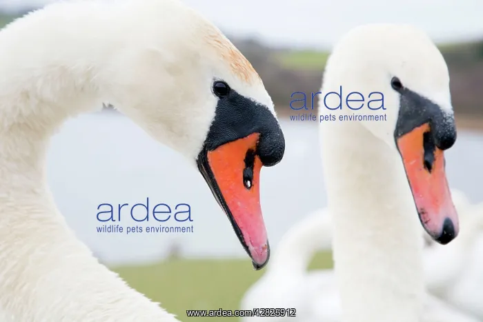 : Mute Swans - males : Mute Swans - males