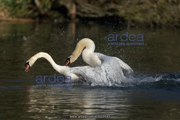 : Mute Swans - Mating - UK : Mute Swans - Mating - UK