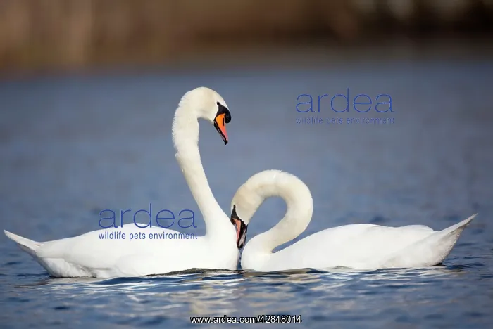 : Mute Swans - pair : Mute Swans - pair