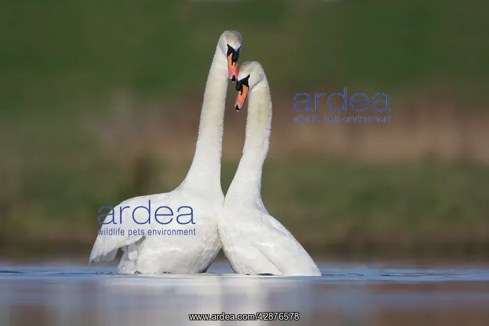 : Mute Swans - pair after copulation - showing typical : Mute Swans - pair after copulation - showing typical