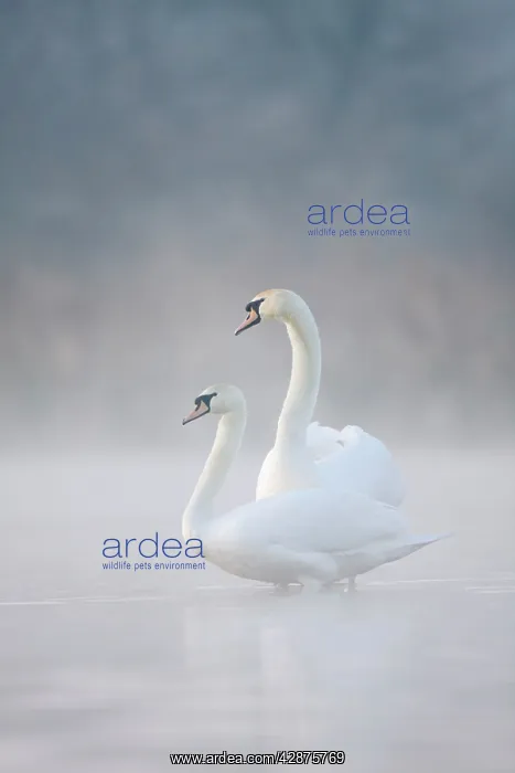 : Mute Swans - Pair in courtship behaviour - Back-lit : Mute Swans - Pair in courtship behaviour - Back-lit