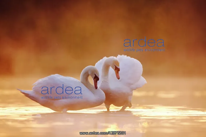 : Mute Swans - Pair in courtship behaviour - Back-lit : Mute Swans - Pair in courtship behaviour - Back-lit