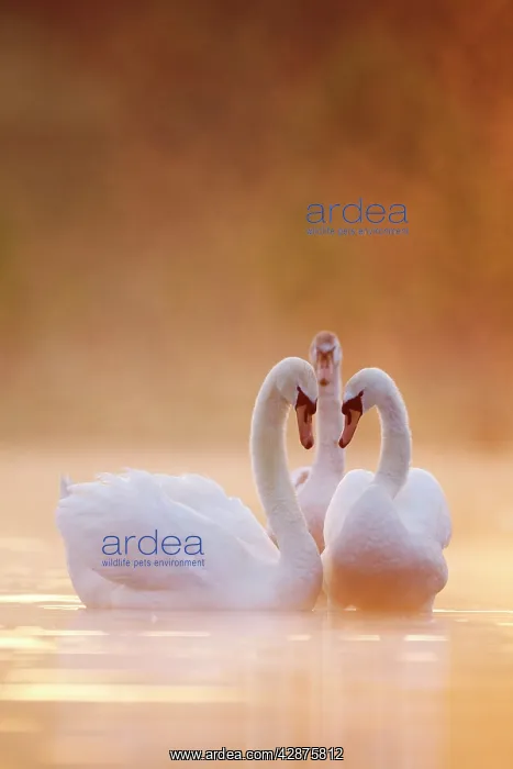 : Mute Swans - Pair in courtship behaviour - Back-lit : Mute Swans - Pair in courtship behaviour - Back-lit