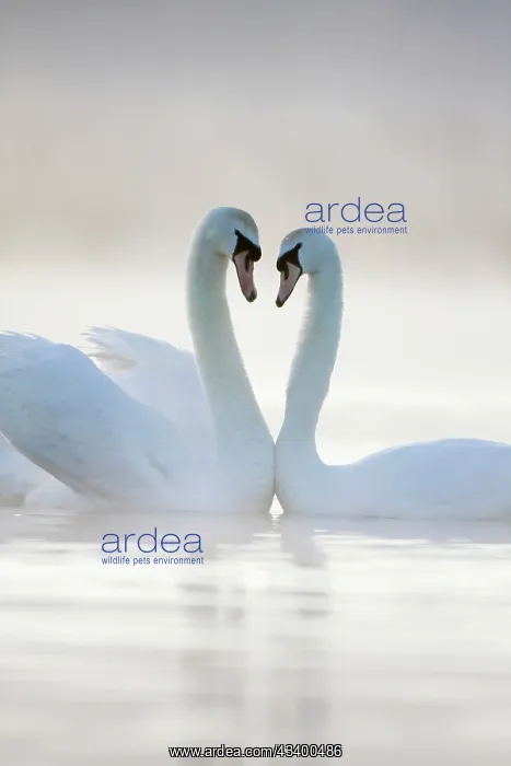 : Mute Swans - Pair in courtship behaviour - Back-lit : Mute Swans - Pair in courtship behaviour - Back-lit