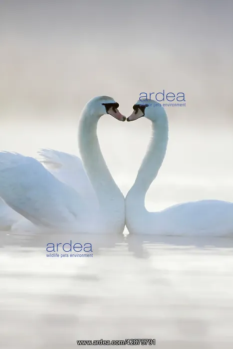: Mute Swans - Pair in courtship behaviour, necks : Mute Swans - Pair in courtship behaviour, necks