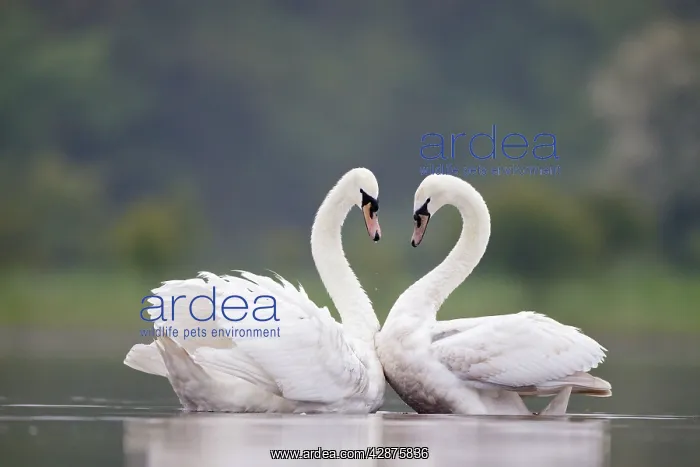 : Mute Swans - Pair displaying courtship behaviour : Mute Swans - Pair displaying courtship behaviour
