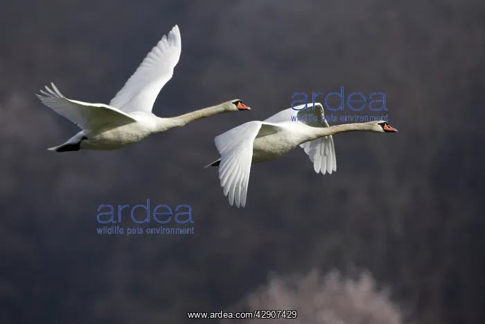 : Mute Swans - Pair in flight, autumn : Mute Swans - Pair in flight, autumn