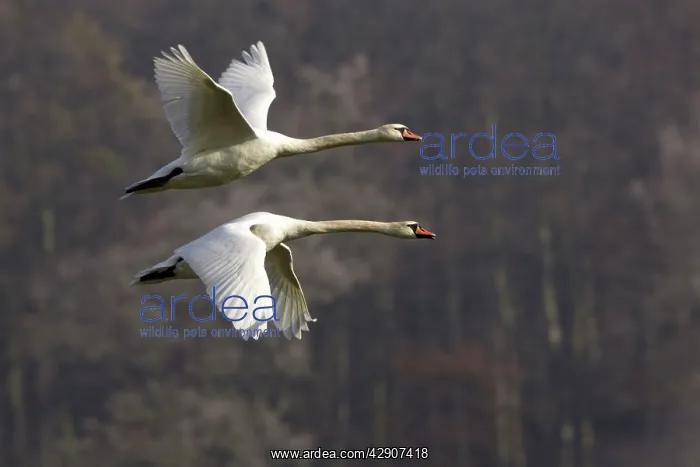 : Mute Swans - Pair in flight, autumn-time