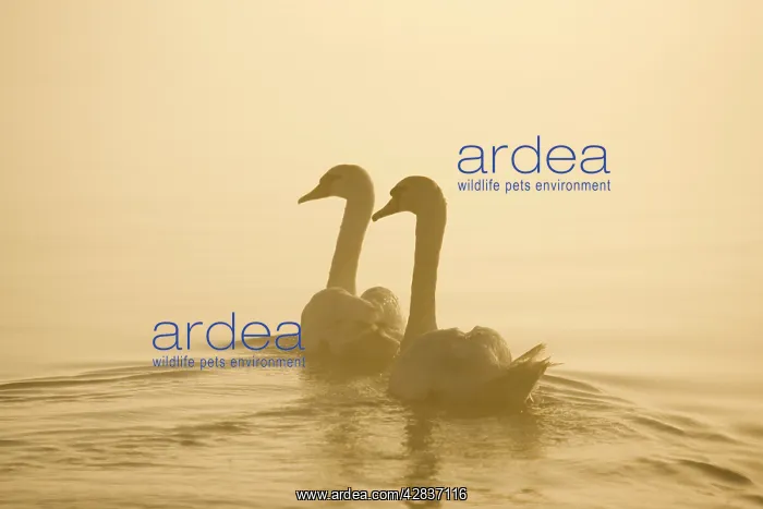 : Mute Swans - Pair swimming in pre-dawn mist : Mute Swans - Pair swimming in pre-dawn mist