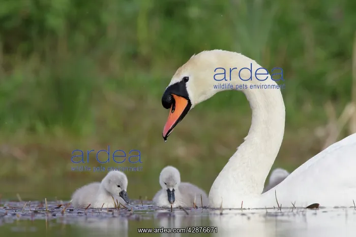 : Mute Swans - parent with chicks : Mute Swans - parent with chicks