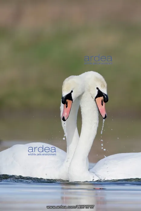 : Mute Swans - Pre-copulation display - Showing typical : Mute Swans - Pre-copulation display - Showing typical