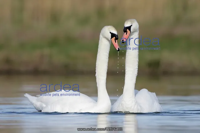 : Mute Swans - pre-copulation display - showing typical : Mute Swans - pre-copulation display - showing typical