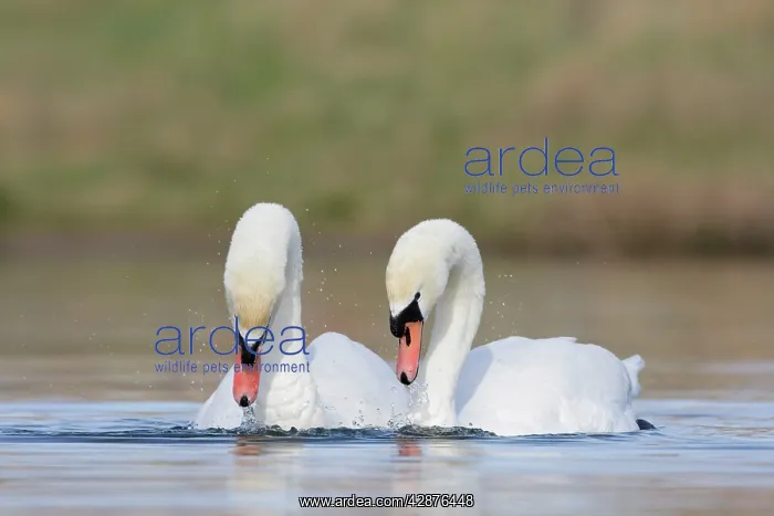: Mute Swans - pre-copulation display - showing typical : Mute Swans - pre-copulation display - showing typical