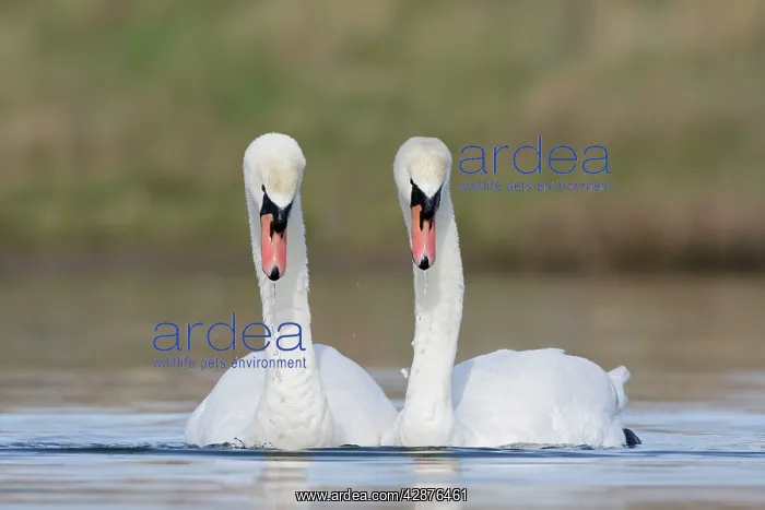 : Mute Swans - pre-copulation display - showing typical : Mute Swans - pre-copulation display - showing typical