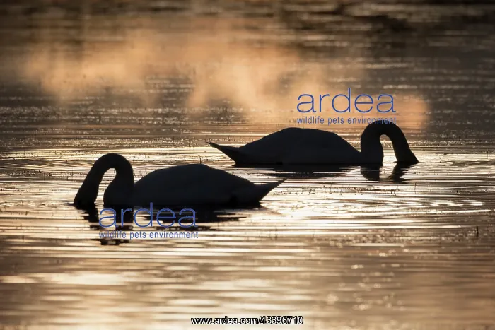 : Mute swans at sunset Norfolk UK : Mute swans at sunset Norfolk UK