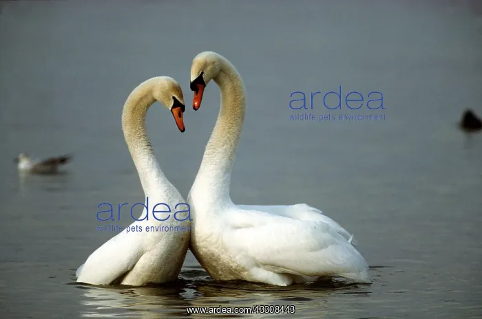 : MUTE SWANS - two, courting. Making heart shape with necks : MUTE SWANS - two, courting. Making heart shape with necks